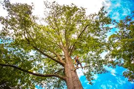 How Our Tree Care Process Works  in Bristol, CT