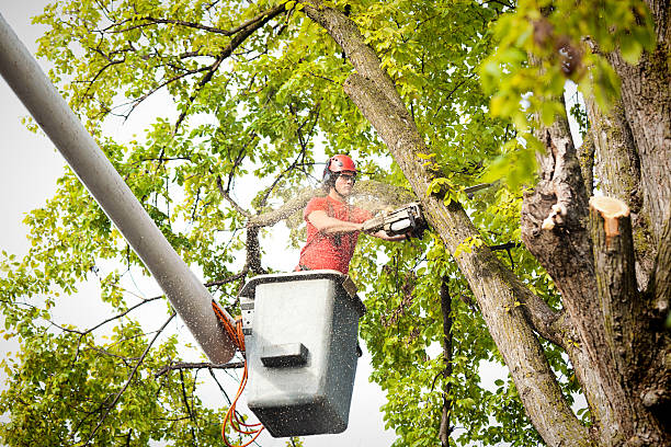 Reliable Bristol, CT Tree Services Solutions